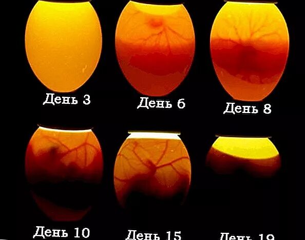 Овоскопирование куриных по дням. Овоскопирование яиц по дням. Овоскопоированре индоутинных яиц. Инкубация индюшиных яиц овоскопирование. Овоскопирование куриных яиц на 20 день инкубации.