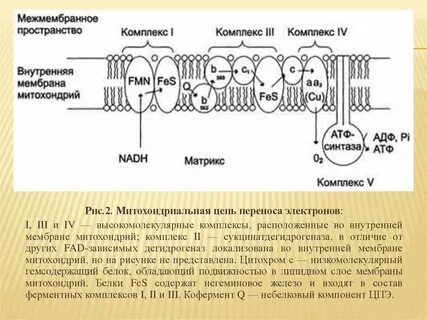 Перенос электронов по дыхательной цепи митохондрий