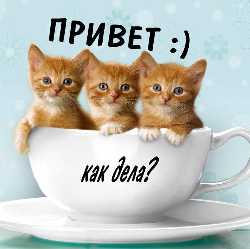 Привет!. Привет котенок. Привет картинки. Доброе утро котенок.