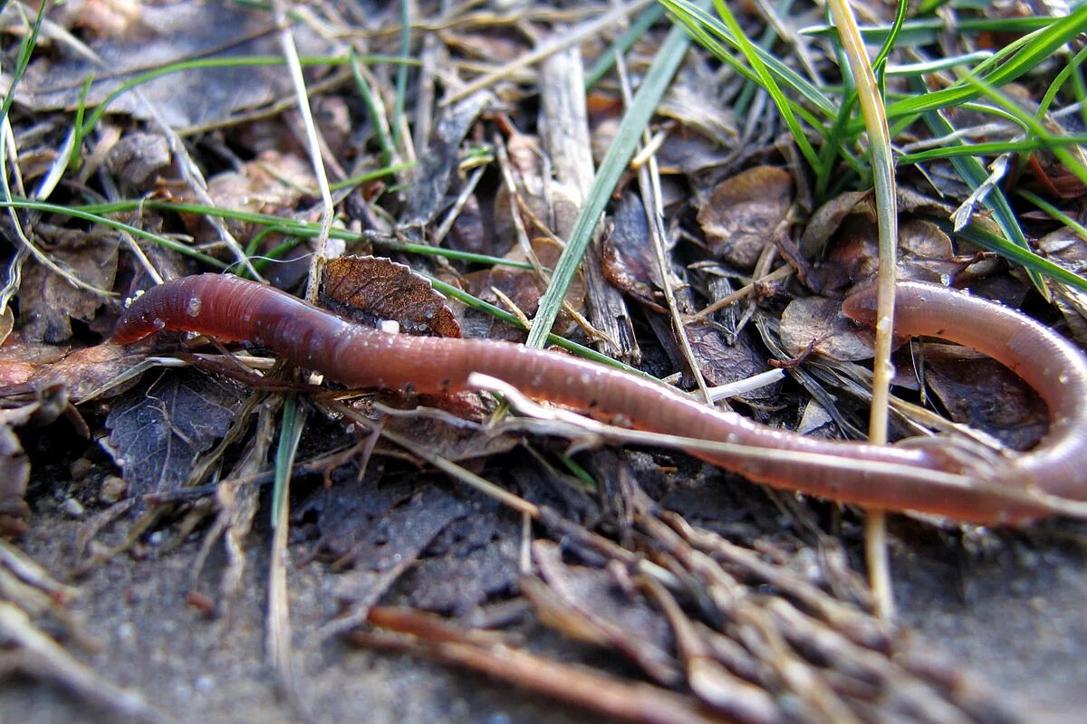 Черви фото. Выползок червь обыкновенный. Дождевой червь выползок. 85. Lumbricus terrestris – дождевой червь обыкновенный.