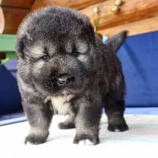 Продам кавказские щенки