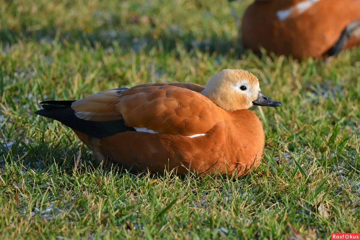 птицы коломны. птица усадьба. птица усадьба. птицы которые передвигаются по земле нижегородской области. природа птицы.