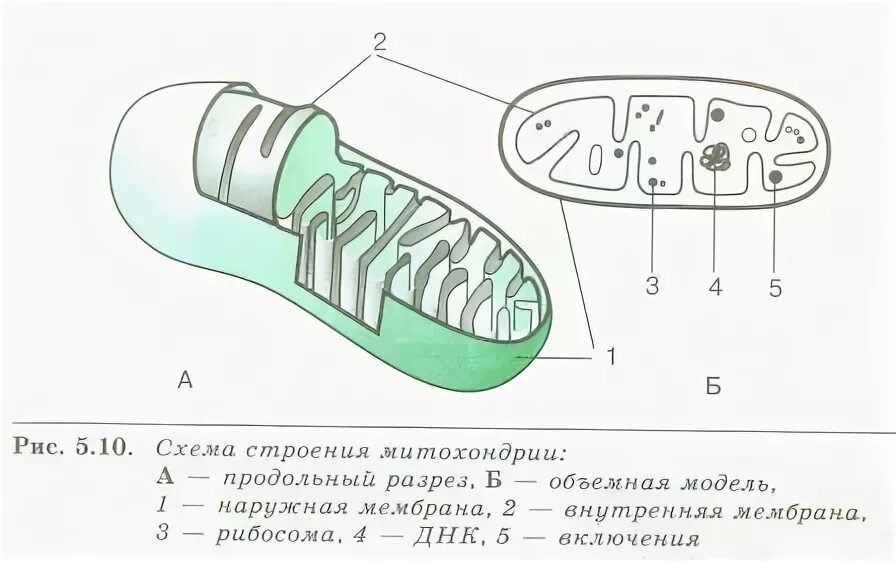 Сходство митохондрий и пластид. Энергетический обмен. Установите соответствие происходит в митохондриях. Митохондрии строение и функции. Установите соответствие происходит в митохондриях.