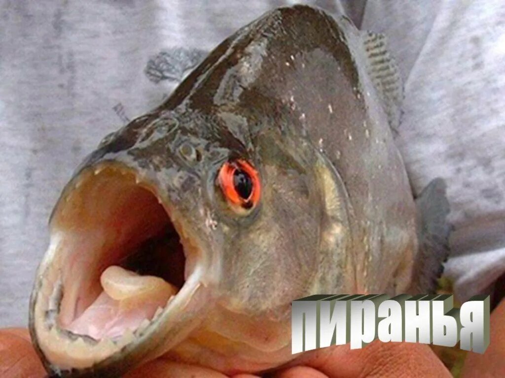 рыба злится. ромбовидная чёрная пиранья. рыба пиранья. восточно бразильская большая пиранья. рыба злится.