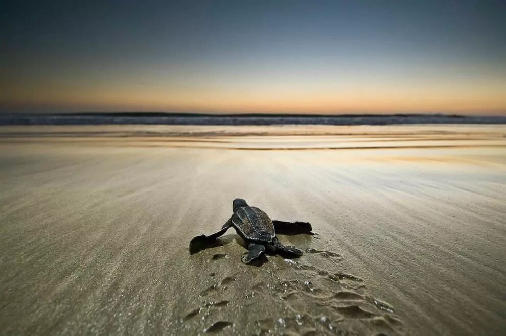 Вторая жизнь начинается. Черепаха ползет к морю. Маленькие Черепашки ползут к морю. Маленькими шагами к цели. Мотиваторы.