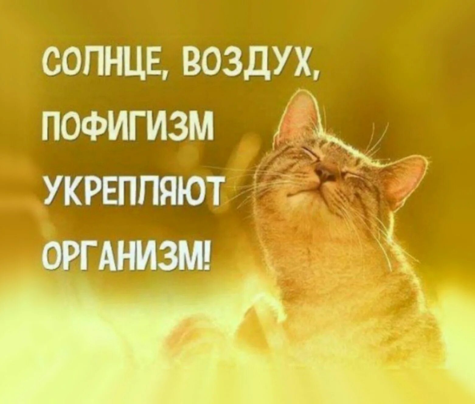 Укрепляющие цитаты. Солнце воздух пофигизм укрепляет организм. веселые изречения про пофигизм. позитивные высказывания. цитаты про пофигистку.