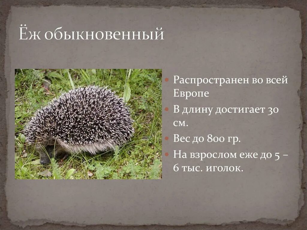 Еж это зверь потому что закончить предложение. Ёж обыкновенный красная книга. Ежик красная книга. Описание ежа обыкновенного. Презентация на тему Ежик.