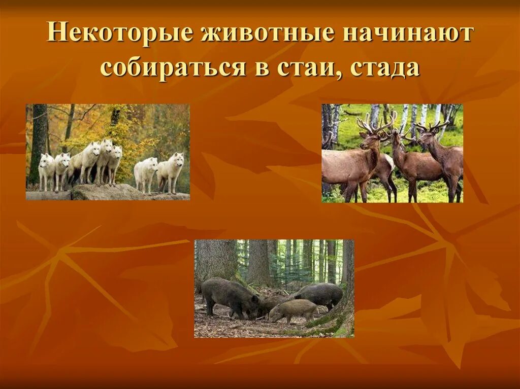Сезонная жизнь животных. Осенние явления в жизни растений и животных. изменения в жизни животных осенью. изменения в жизни животных и растений осенью. явления в жизни растений и животных.