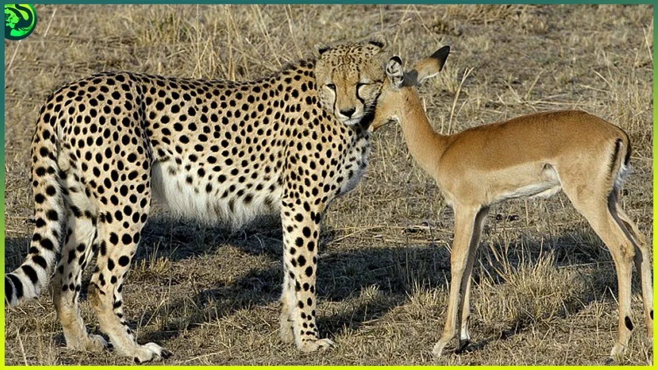 Touch animals. Гепард альбинос. Королевский гепард альбинос. Гепард и антилопа. Гепард охотится.