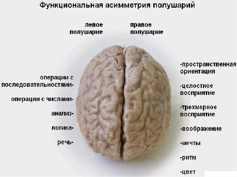 Функциональная асимметрия мозга. Функциональная асимметрия полушарий. Функциональная межполушарная асимметрия головного мозга это. Асимметрия полушарий головного мозга. Различие полушарий мозга