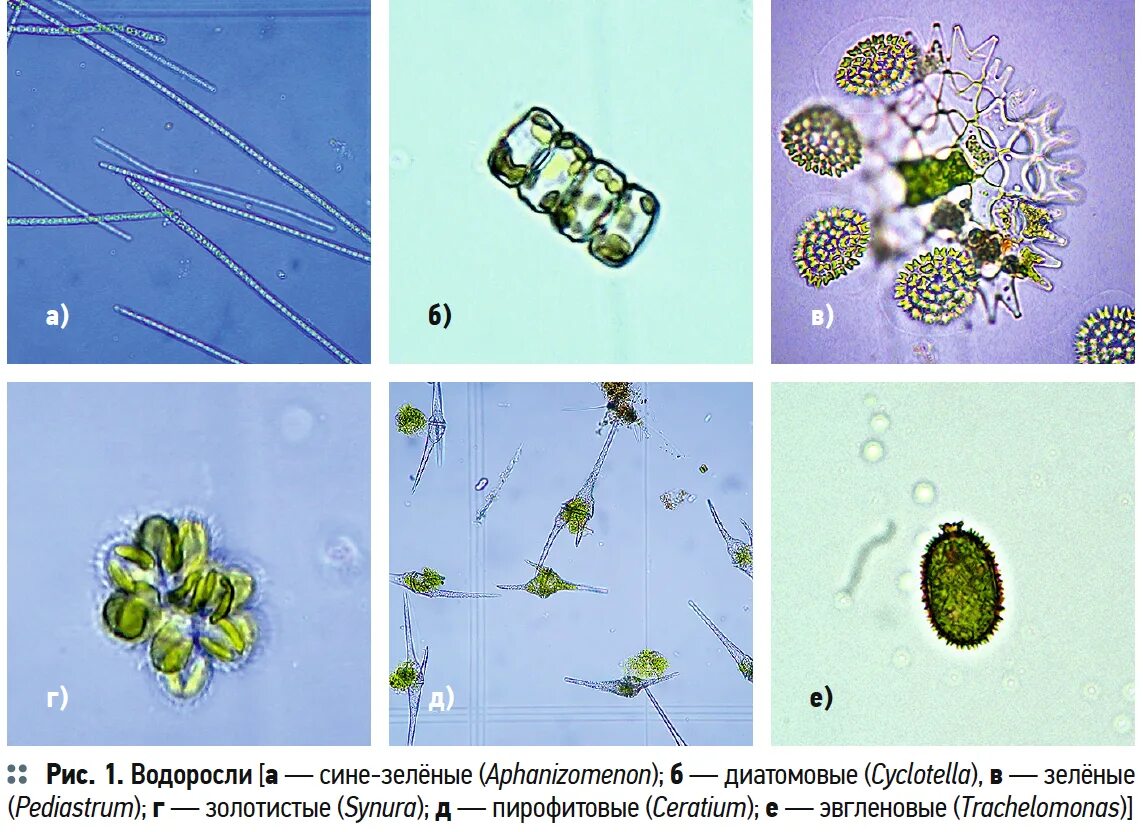 Фитопланктон диатомовые водоросли. Фитопланктон зеленые водоросли. Представители фитопланктона. Пресноводный фитопланктон. Фитопланктон дать определение