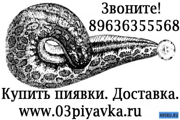 медицинская пиявка в аптеке. пиявками в уфе адрес. пиявками в уфе адрес. медицинская пиявка в аптеке. сертификат на пиявки медицинские.