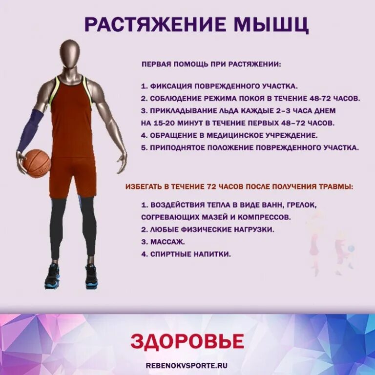 Способность мышцы принимать прежнее положение после растяжения
