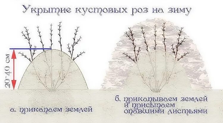 Обрезка при какой температуре. Обрезка плетистой розы весной схема. укрытие плетистых роз. окучивание и укрытие роз. обрезка кустовой розы осенью на зиму.