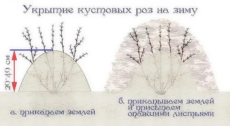 При какой температуре можно открывать розы весной. Обрезка плетистой розы весной схема. Укрытие плетистых роз. Окучивание и укрытие роз. Укрытие роз флорибунда.