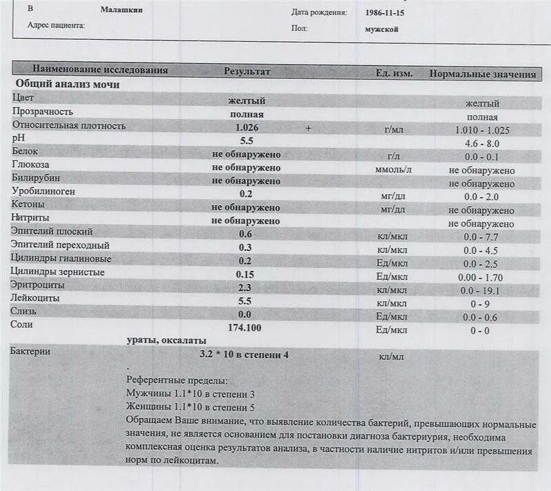 Норма бактерий в моче у беременных в 1 триместре. Бактерии в моче 4,4 кл/мкл. Общий анализ мочи бактерии. Норма бактерий в моче.