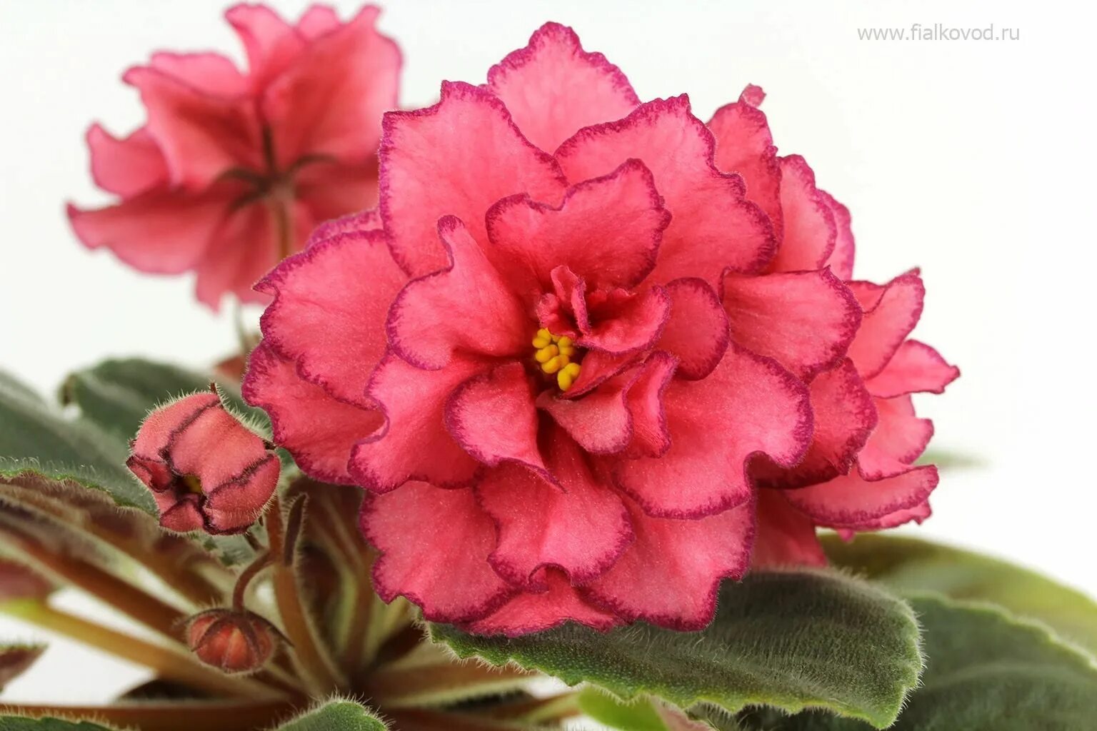 Фиалка сорт роскошь. Фиалка блумс дебют. Фиалка нк гуцулка ксения. Фиалка ав красная москва. Фиалка рс тартюф.