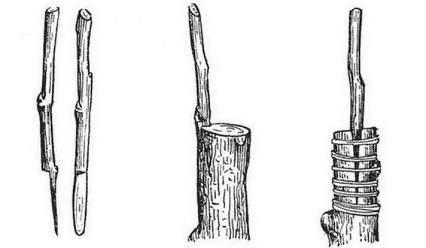 Правильная прививка яблони. Прививка подвой привой. Прививка черенком привой подвой. Привой подвой окулировка. Прививка яблони окулировкой.