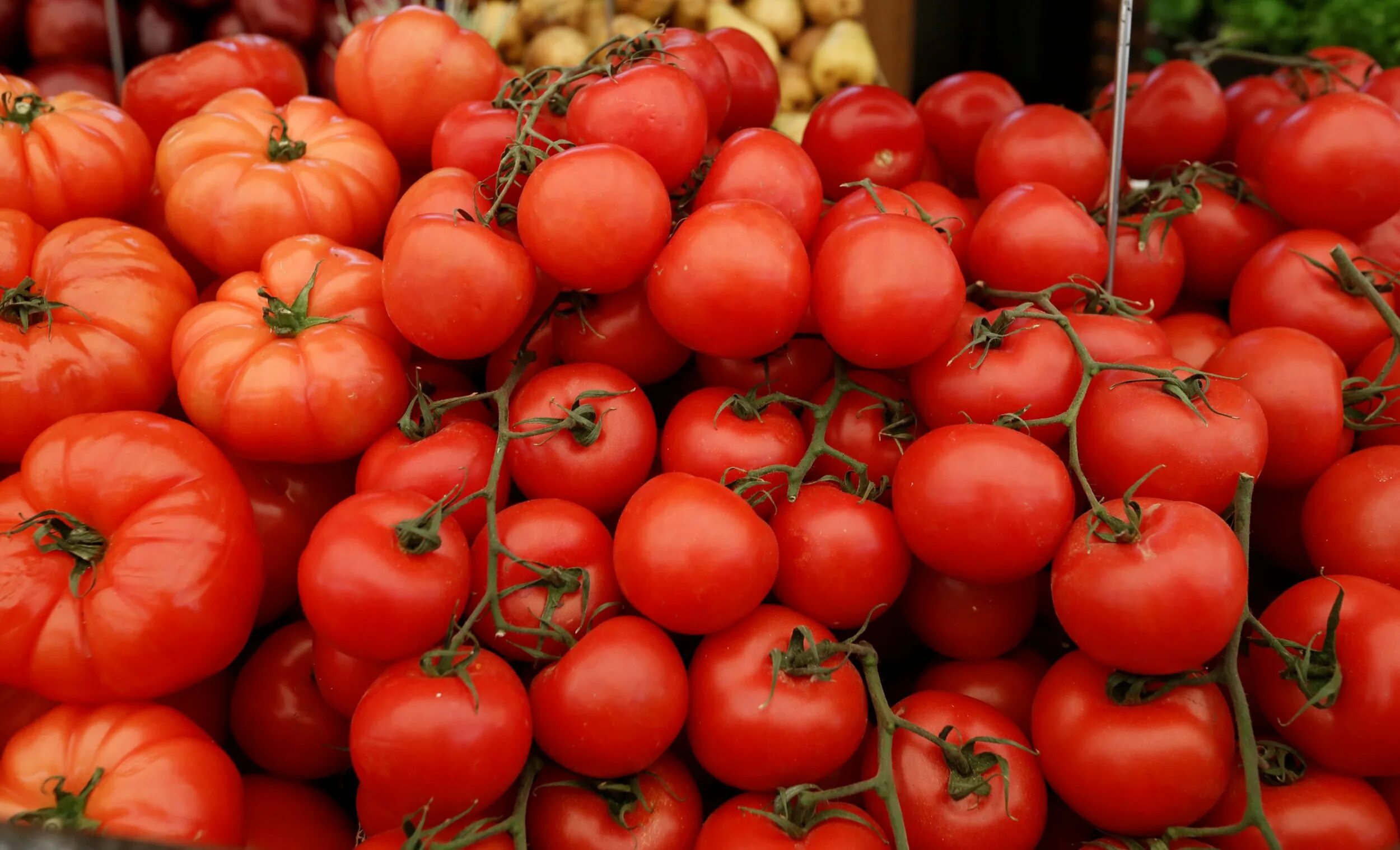 Партнер томат верочка f1. Помидор со вкусом помидора. Помидоры аппетитные. Томат вкус детства аэл. Спелый помидор.