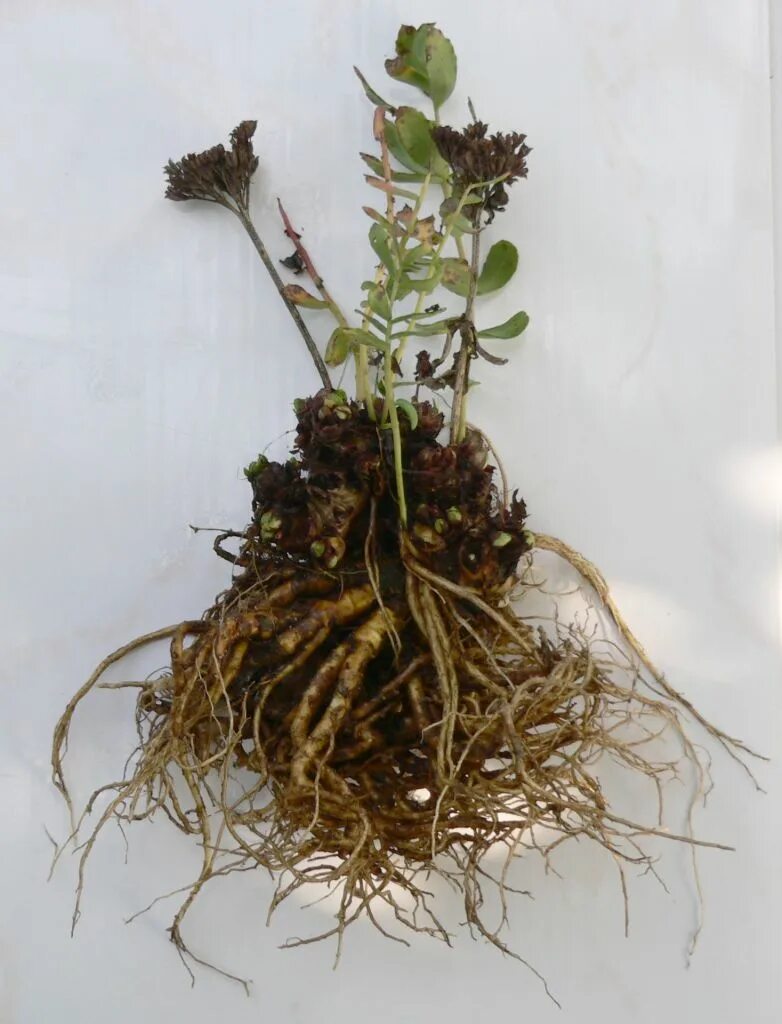 Корневая система купены лекарственной. Христов корень. Христов корень. Корневые гнили клевера. Христов корень.