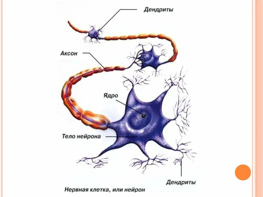 Импульс мозг аксон. Строения нейрона дендриты. Нейрон Аксон дендрит схема. Дендриты нервной клетки. Строение нейрона. Отростки. Дендрит.