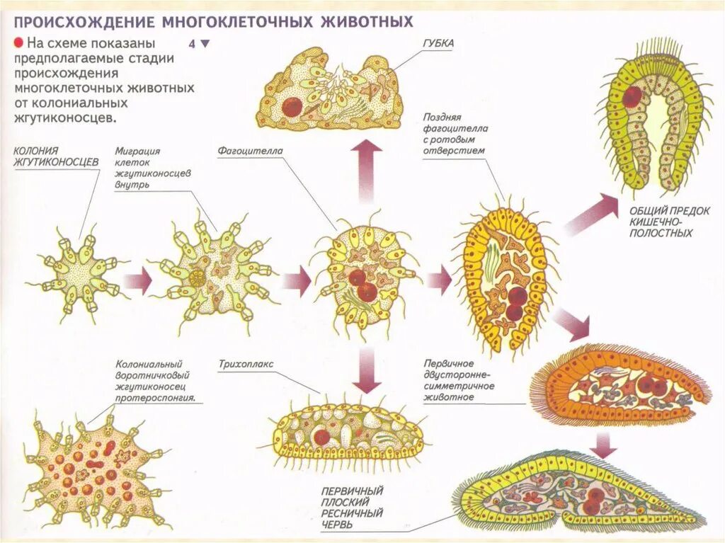 Передвижение многоклеточных. Происхождение многоклеточных животных схема. Колониальные гипотезы происхождения многоклеточности. Гипотезы происхождения многоклеточных животных. Гипотезы возникновения многоклеточных организмов.