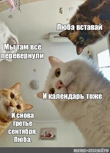 Люба просыпается люба умывается песня. Мем кот пора. Котики 3 сентября. Коты Наташа 3 сентября. Наташа вставай коты.