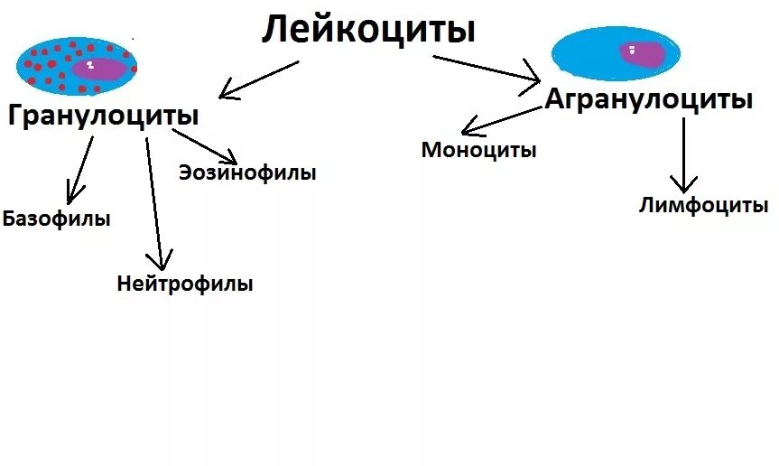 1 функции лейкоцитов. Лейкоциты-гранулоциты: классификация. Лейкоциты гранулоциты и агранулоциты. Классификация лейкоцитов схема. Классификация лейкоцитов гистология.