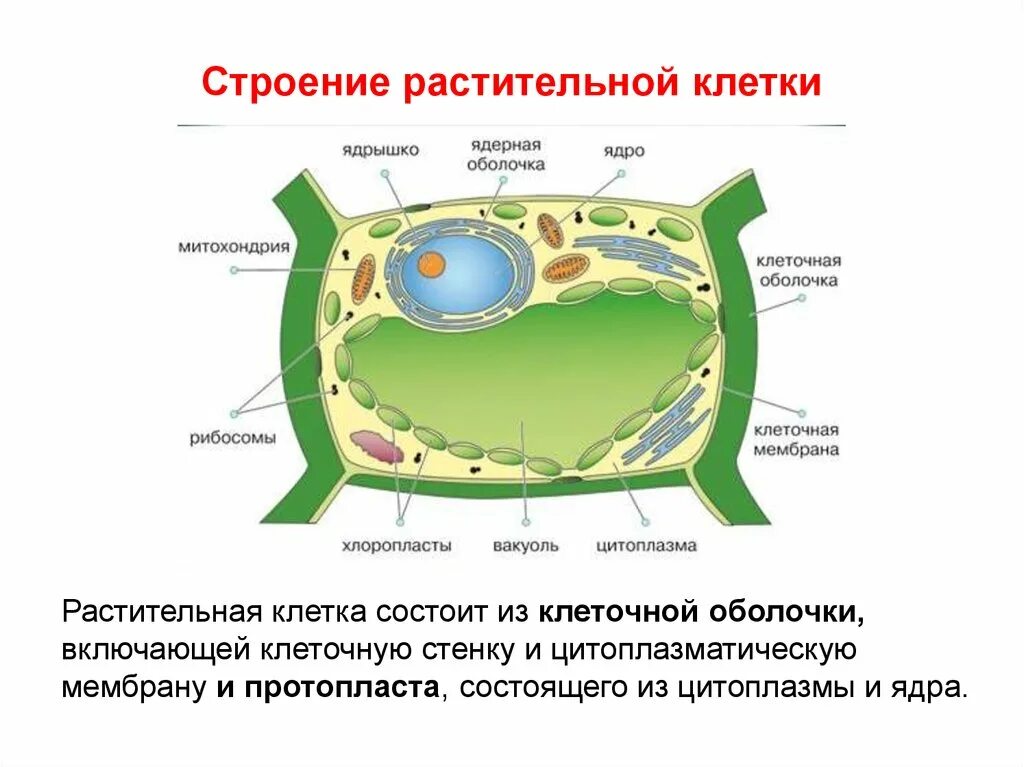 Из чего состоит Живая клетка растения. Органоиды растительной клетки схема. Рисунок мембраны и ее функция растительной клетки. Функции компонентов растительной клетки.