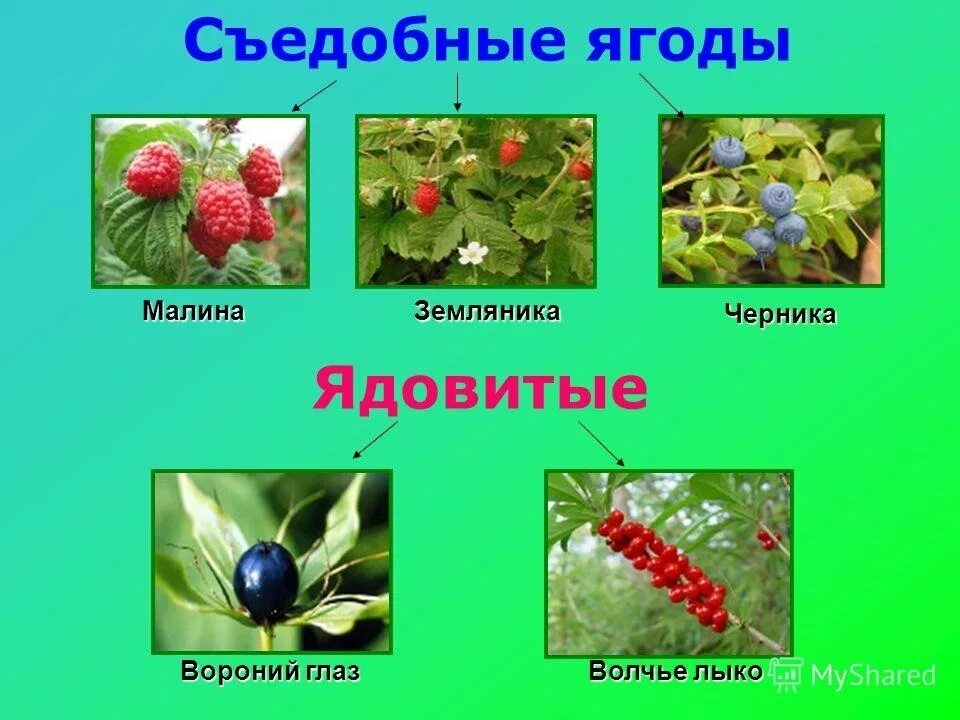 Лесные растения с несъедобными плодами 2. Лесные ягоды съедобные и несъедобные. Несъедобные Лесные ягоды. Лесные растения с несъедобными ягодами.