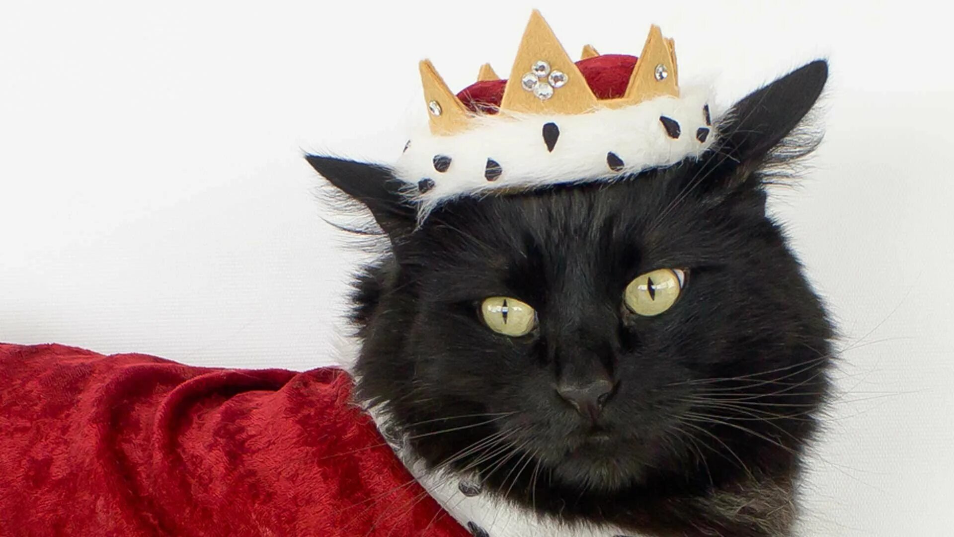 Кошечки королевы. Ирусан Король котов. Кот в короне. Кот царь. Котик с короной.