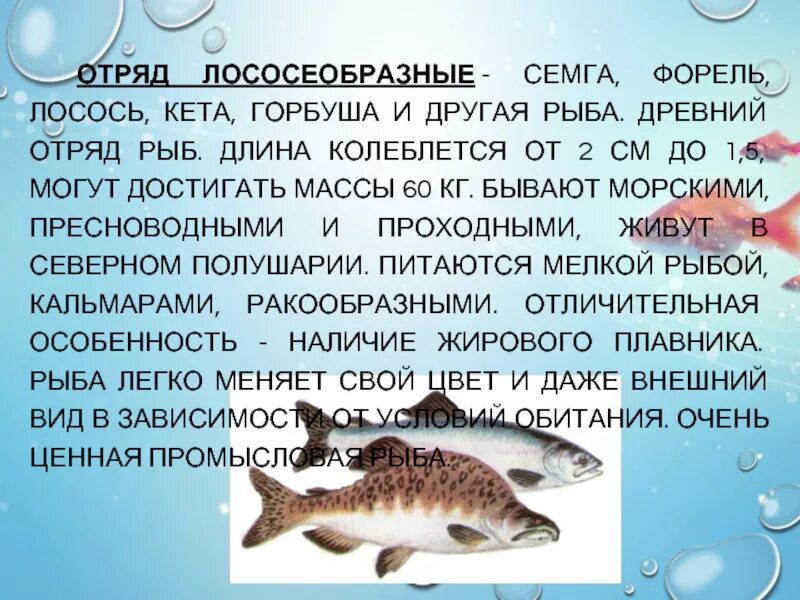 Горбуша семейство лососевых. Лососеобразные рыбы характеристика кратко. Класс лососеобразные представители. Класс костные рыбы отряд лососеобразные. Рыбы семейства лососевых названия.