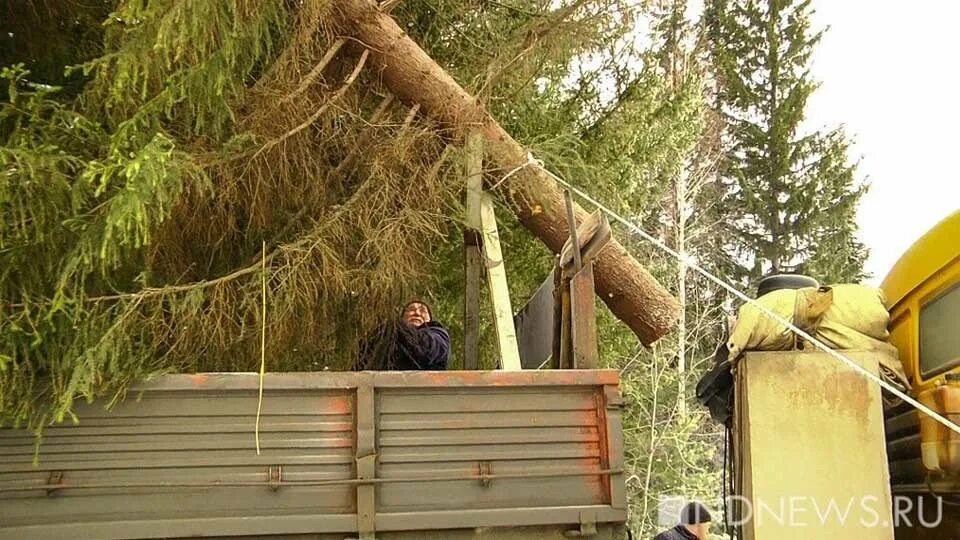 Воровство леса. Воруют лес. хищение леса. воровство леса по годам. способы хищения леса.
