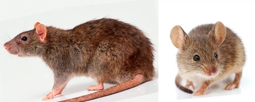 От крыс и мышей. Мышь от крысенка. Различие между крысой и мышью. Внешний вид грызунов. Как отличить мышь