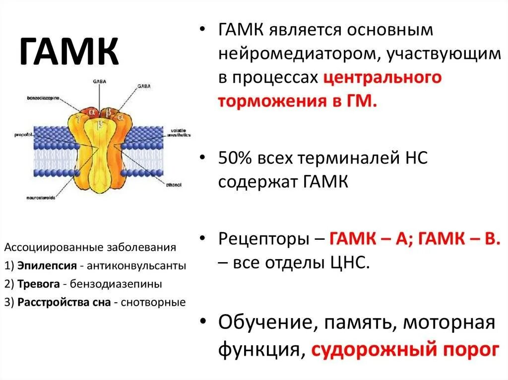 Механизм действия ГАМК-ергических средств. Механизм действия гамма аминомасляной кислоты. ГАМК медиатор Синтез. ГАМК медиатор рецепторы.