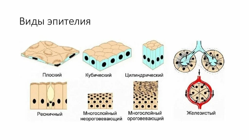 Кубический эпителий низкий призматический эпителий. Эпителиальные клетки в мокроте. Мерцательный эпителий мазок. Высокий призматический эпителий почечных канальцев. Клетки плоского и цилиндрического.