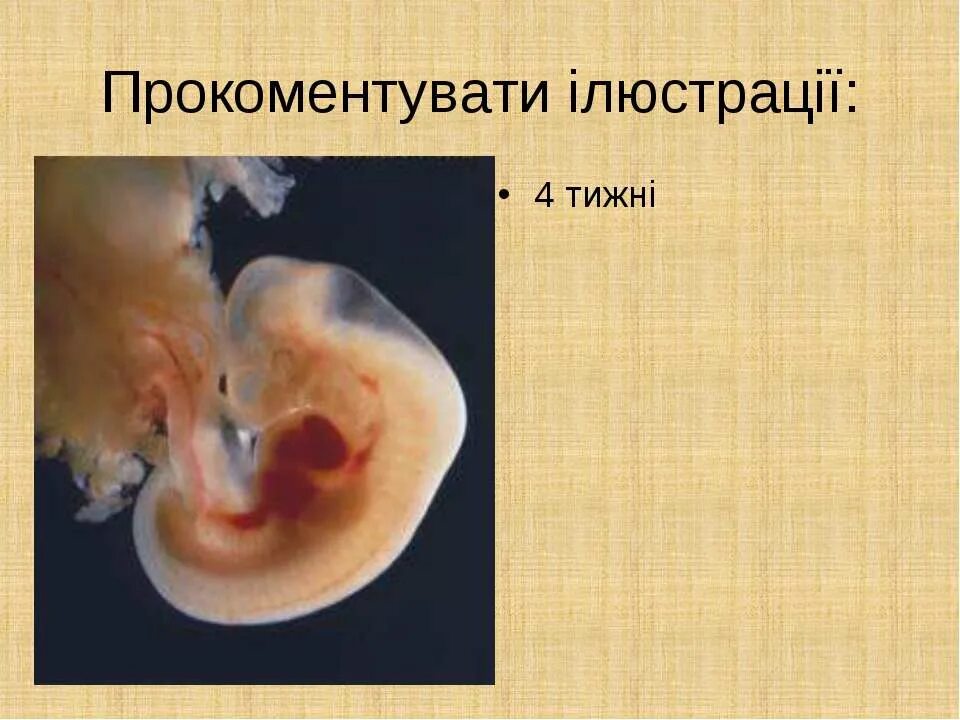 Встречались 3 недели. Ребёнок на 4 неделе беременности. плод 3-4 недели беременности.