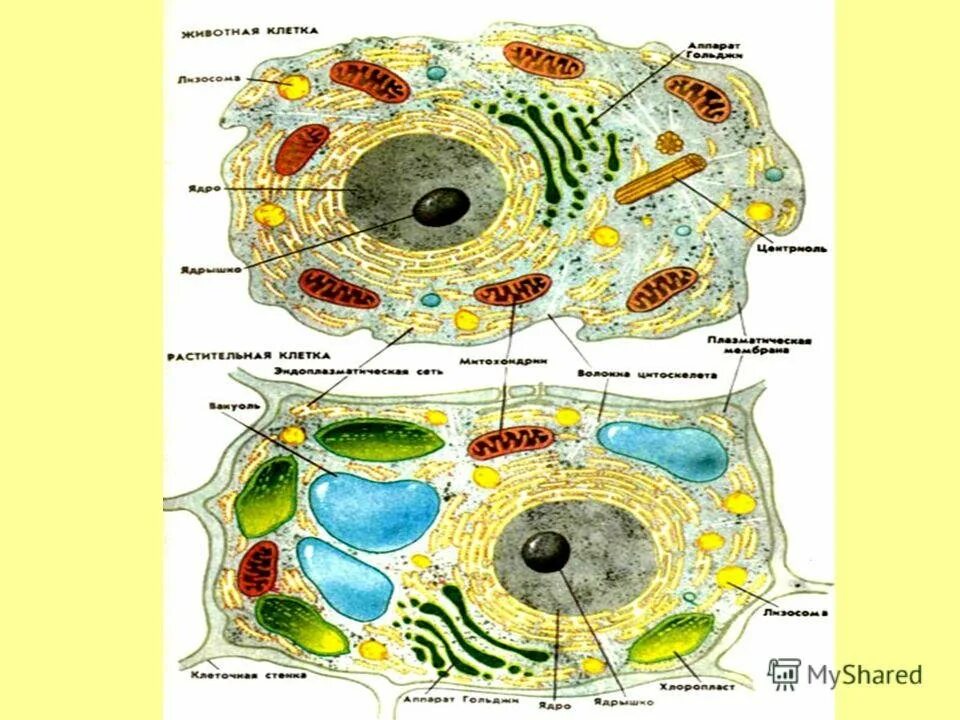 Живая клетка 5 класс биология. Строение растительной и животной клетки 9 класс биология. Животная клетка строение рисунок 5 класс. Строение клетки многоклеточного животного. Строение растительной и животной клетки.