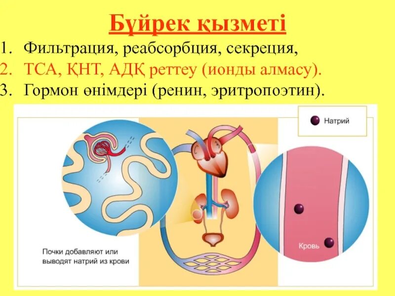 Функции фильтрации. Фильтрация и реабсорбция в почках. фильтрация почек. фильтрация реабсорбция секреция. функции почек фильтрация.