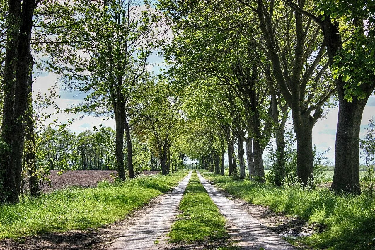 пейзаж с дорогой. пейзажи липовая аллея. дубовая аллея санкт-петербург. улица осень. деревья в городе.