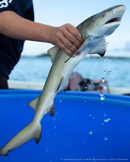 Shark around