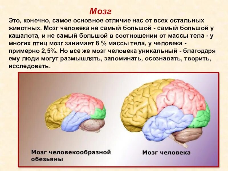 Масса мозга человека. Вес мозга животных и человека. Сколько весит мозг ребенка.