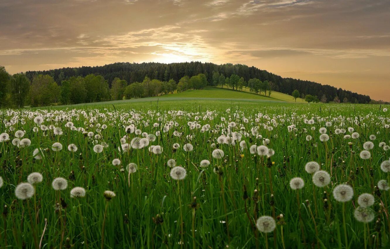 Dandelion field