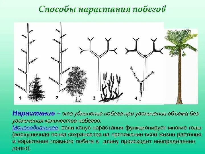 Типы нарастания. Ветвление побегов моноподиальное симподиальное дихотомическое. Типы нарастания побегов. Растения с моноподиальным ветвлением побегов. Моноподиальное и симподиальное нарастание.