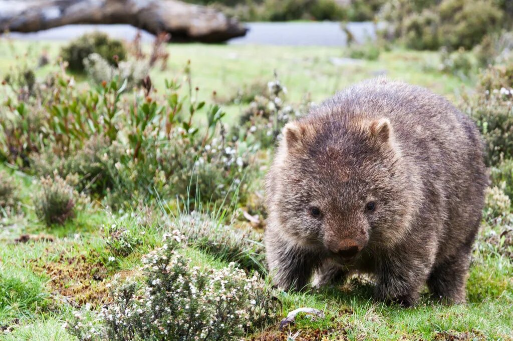 Wombat перевод. Вомбат в Австралии. Вомбат эндемик. Длинношёрстные вомбаты. Сумчатый вомбат.