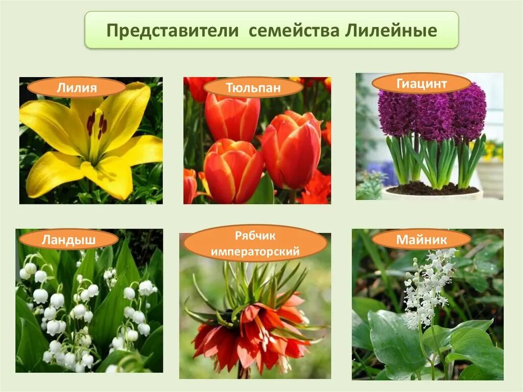 Выбери представителя этого класса