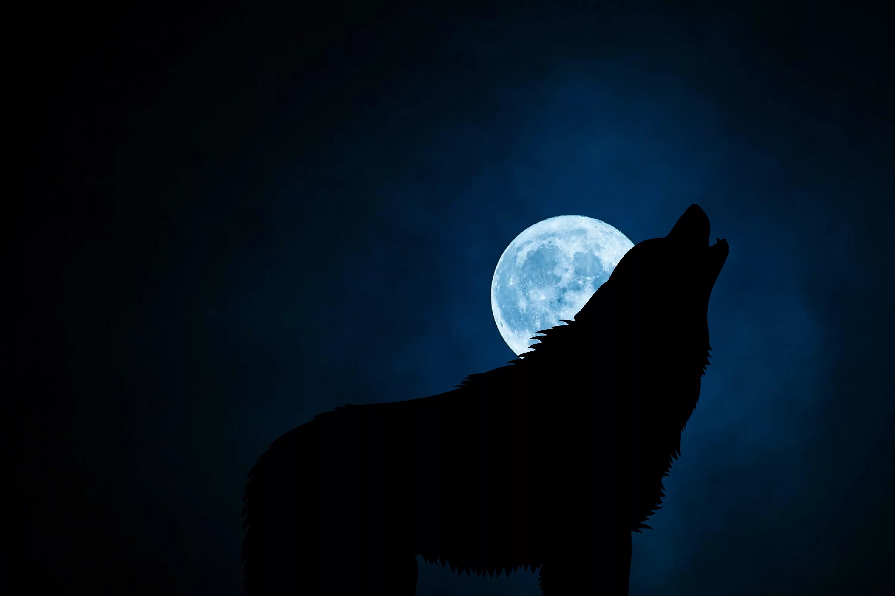Волк выходит ночью. Воющий волк. Черный волк. Волк воет на луну. Волк в ночи.