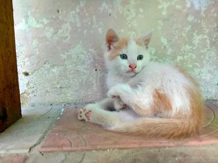 Авито орел котята в добрые