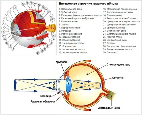 Строение глаза сетчатка роговица хрусталик. Строение глаза человека схема. Строение глаза вид спереди. Строение человеческого глаза. Оболочки глаза человека таблица