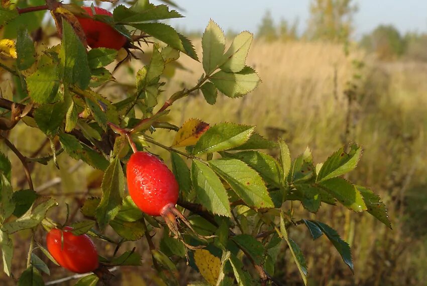 роза (шиповник) майская (rosa majalis). шиповник коричный вид. шиповник майский (rosa majalis). шиповник майский семейство. семейство розоцветные шиповник коричный.